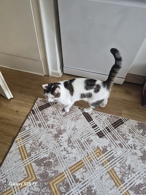 Zwei katze