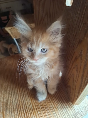 Reinrassige Maincoon Babys 2 Kater