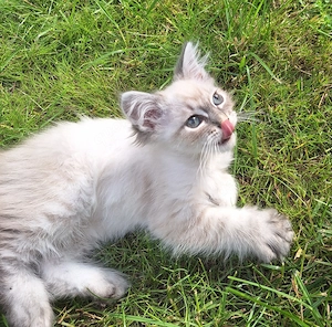 Neva Masquarade Kitten dürfen ausziehen 