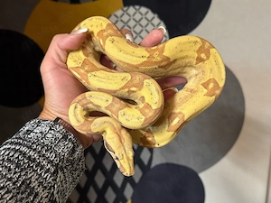 VPI Sunglow Boa constrictor