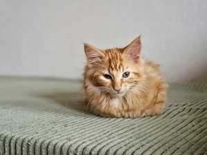 Maine-Coon Kitten 