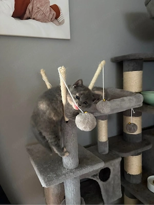 Bhk mix kitten 
