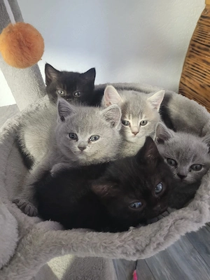 BKH-Katzen Kitten