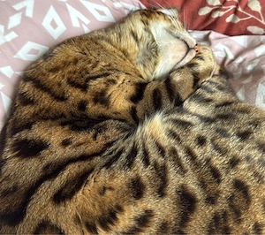 Bengalin sucht liebevolles zu Hause
