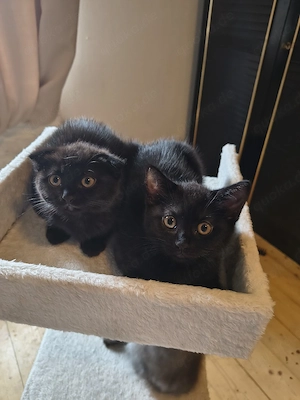 wunderschöne babykatzen suchen ein neues Zuhause 