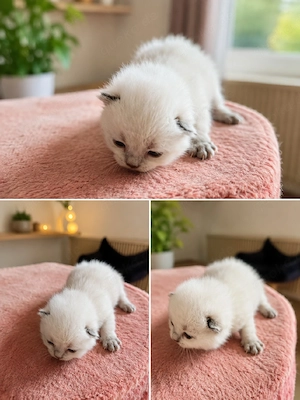Britisch Kurzhaar (BKH) Kitten abzugeben