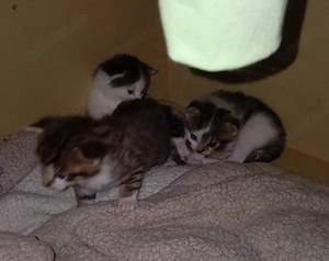 Babykatzen