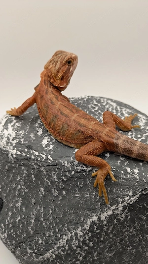 0.1 Translucent Coral Leatherback Bartagame Pogona Vitticeps NZ26