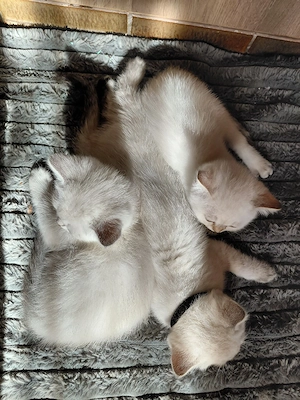 Britisch Kurzhaare Babys
