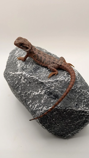 1.0 Red Monster Leatherback Bartagame Pogona Vitticeps 
