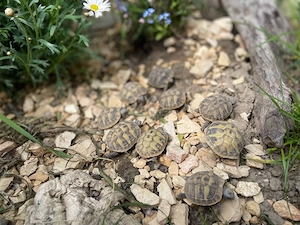 Griechische Landschildkröten NZ 2 