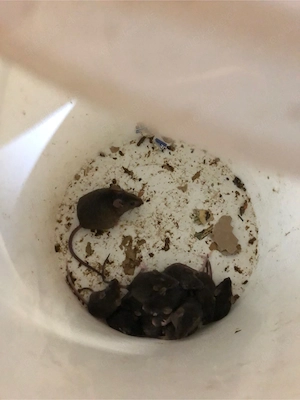 farbmaus x wildmaus genauffrischer