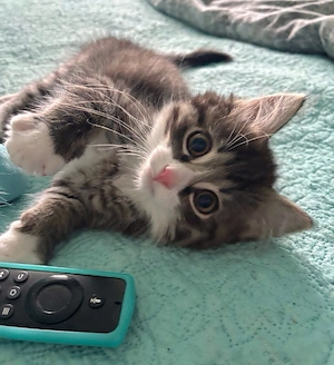 Maine Coon x BKH Kitten Bärchen 
