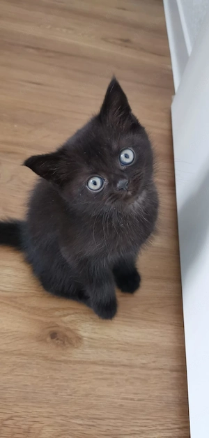wunderschöne Kitte 