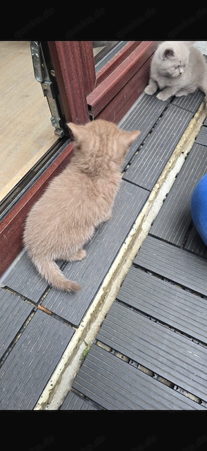 BKH Kitten (2 Mon. alt)