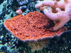 Ableger einer Montipora filiosa red
