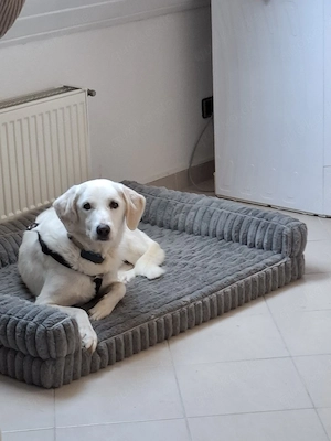 GRETA, 5 jährige Hündin 