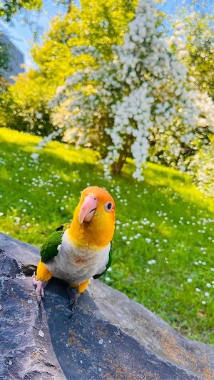 caique papagei