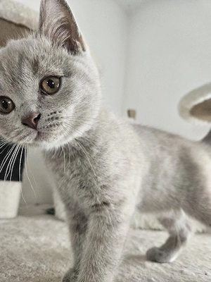 BKH Kitten ab Sofort