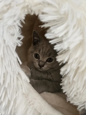 BKH Kitten ab Sofort