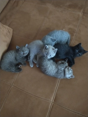 Edelmixkitten