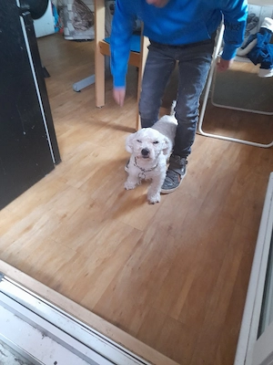 bischon Bolgnesser 