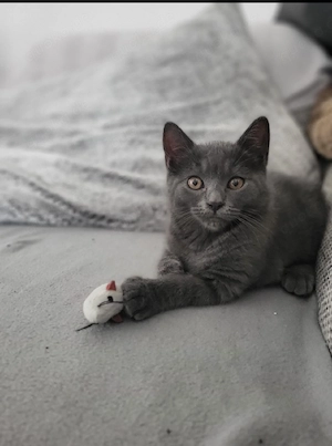 BKH Katze Katzenbaby