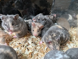 Dreifarbige Goldhamster Weibchen  Bild 5