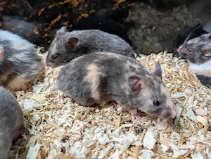 Dreifarbige Goldhamster Weibchen 