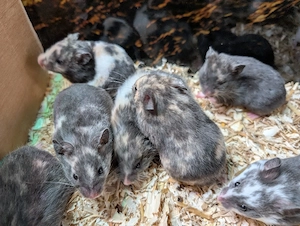 Dreifarbige Goldhamster Weibchen  Bild 6