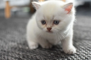 Bkh Kater kitte choco point
