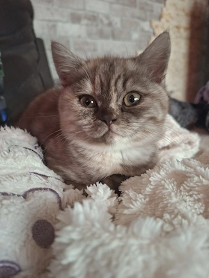    Reinrassige BKH-Katze sucht ein liebevolles Zuhause   