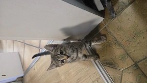 2 Katzenbabys  Kitten abzugeben