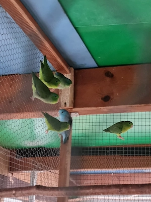 blaugenik Sperling Papagei 