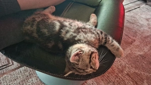 Reinrassiger BKH-Kater WISKAS sucht liebevolles Zuhause   