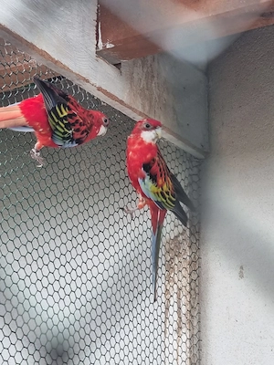 Rosella Sittiche
