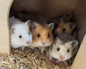 Goldhamster Weibchen