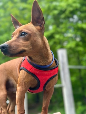 Reh- Zwergpinscher 