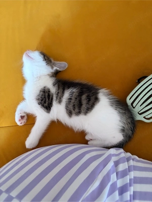 babykatze weiblich