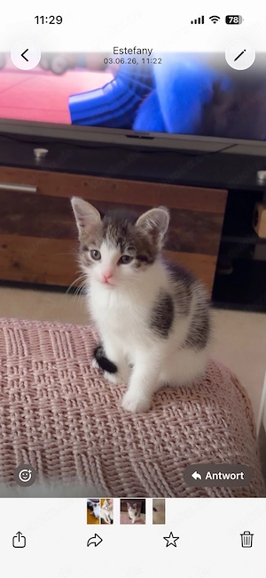 baby katzen abzugeben 