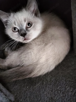BKH Kitten, weiblich 