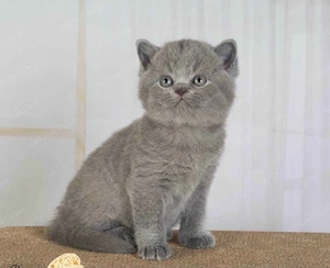 Kitten zuchen neue zuhause 