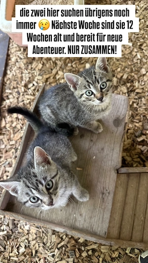 Zwei Kater 12 Wochen alt