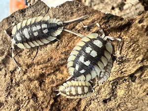 Porcellio Expansus 