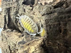 Porcellio bolivari  yellow ghost  Bild 1