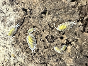Porcellio bolivari  yellow ghost  Bild 2