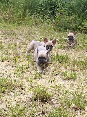 Französische Bulldogge Welpen abzugeben 