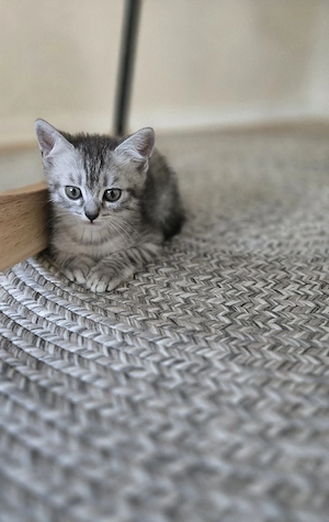 siam kitten