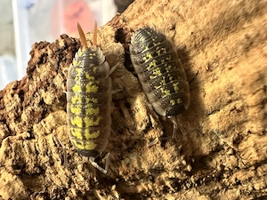 Porcellio sp. orange stick