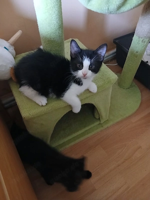Katzen baby